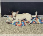 Small #2 Chihuahua Mix