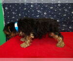 Small Photo #7 Yorkshire Terrier Puppy For Sale in PATERSON, NJ, USA