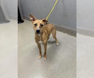 Catahoula Leopard Dog-Unknown Mix Dogs for adoption in Las Vegas, NV, USA