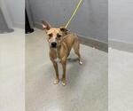 Small Catahoula Leopard Dog Mix