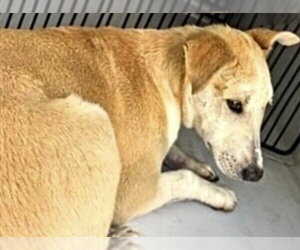 Labrador Retriever Dogs for adoption in Houston, TX, USA