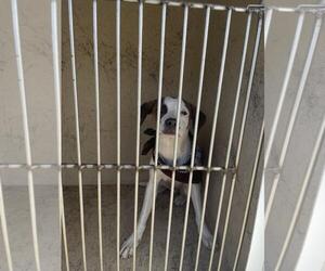 Mutt Dogs for adoption in Oklahoma City, OK, USA