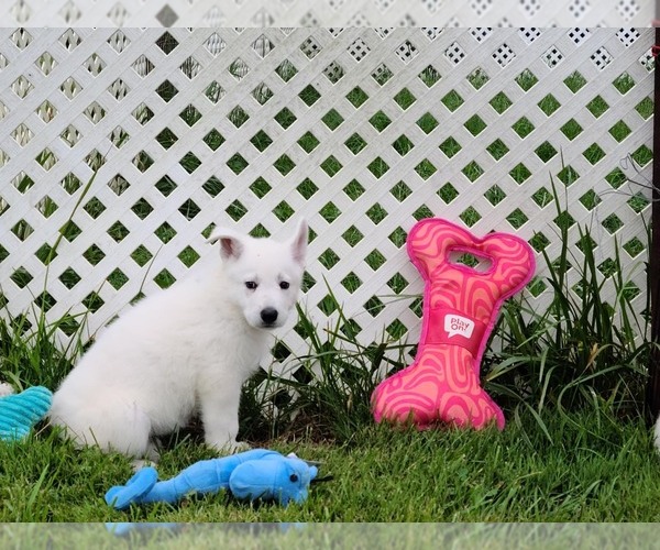 Medium Photo #8 German Shepherd Dog Puppy For Sale in CECILIA, KY, USA