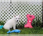 Puppy Blue Girl German Shepherd Dog