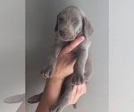 Small Photo #5 Weimaraner Puppy For Sale in LEWISTOWN, IL, USA