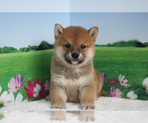 Shiba Inu Puppy for sale in MANHATTAN, NY, USA