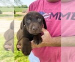Small Photo #4 Labrador Retriever Puppy For Sale in EVANSVILLE, IN, USA