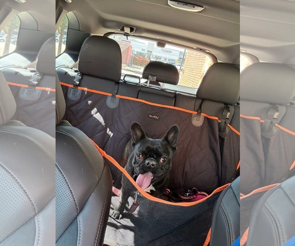 Medium Photo #2 French Bulldog-Unknown Mix Puppy For Sale in Woodbury, NY, USA