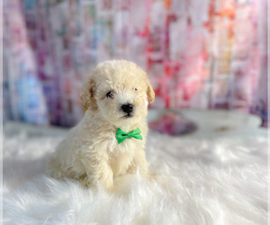 Bichpoo Puppy for sale in KINSTON, NC, USA