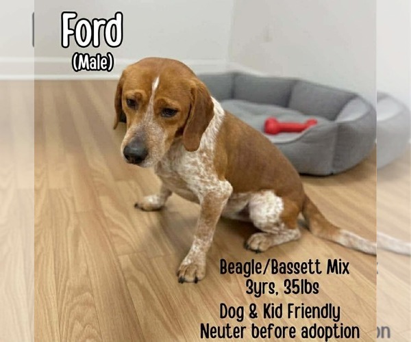 Medium Photo #1 Bagle Hound Puppy For Sale in Westwood, NJ, USA