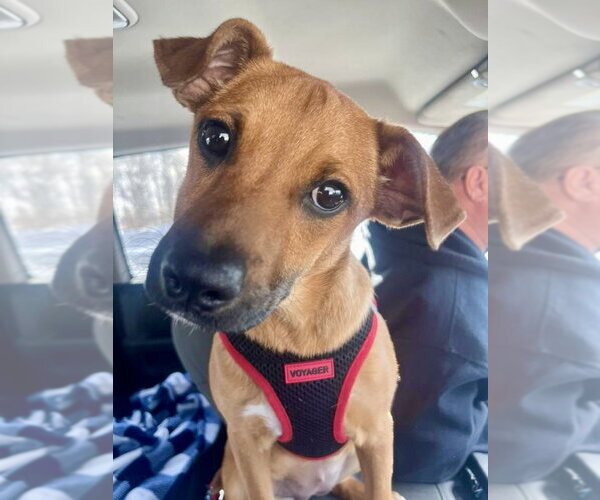 Medium Photo #9 Mountain Cur-Unknown Mix Puppy For Sale in Mount Laurel, NJ, USA