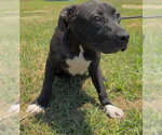 Small Bulldog-Labrador Retriever Mix