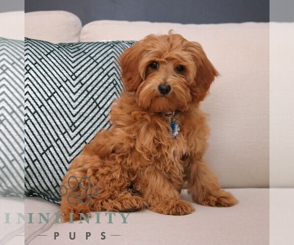 Medium Photo #3 Cavapoo Puppy For Sale in NEW HOLLAND, PA, USA