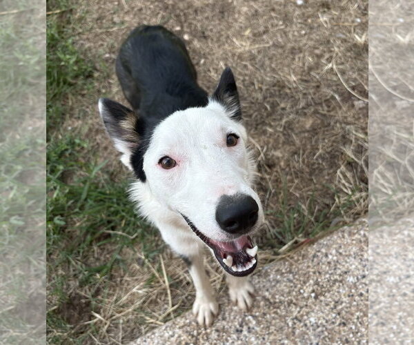 Medium Photo #1 Border Collie Puppy For Sale in Highland, IL, USA