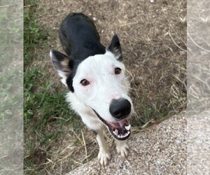 Border Collie Dogs for adoption in Highland, IL, USA