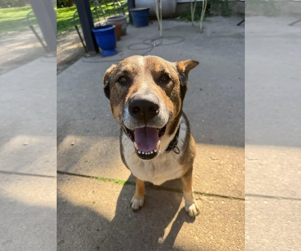 Medium Photo #3 Mutt Puppy For Sale in Germantown, OH, USA