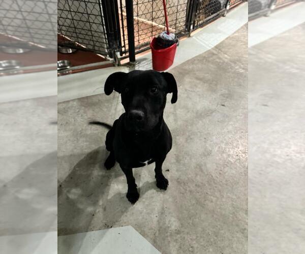 Medium Photo #2 American Pit Bull Terrier-Labrador Retriever Mix Puppy For Sale in Calgary, Alberta, Canada