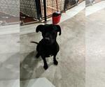 Small #1 American Pit Bull Terrier-Labrador Retriever Mix