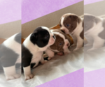 Small #2 Boston Terrier