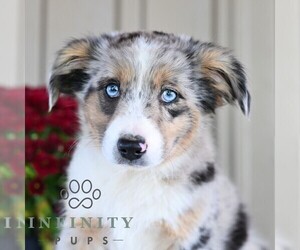 Miniature Australian Shepherd Puppy for sale in REBERSBURG, PA, USA