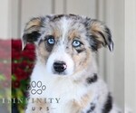 Image preview for Ad Listing. Nickname: Daisy