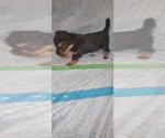 Small Photo #261 Yorkshire Terrier Puppy For Sale in AKRON, OH, USA