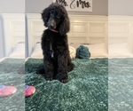 Puppy kobra Poodle (Standard)