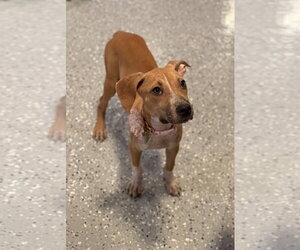 Labrador Retriever-Unknown Mix Dogs for adoption in Phoenix, AZ, USA