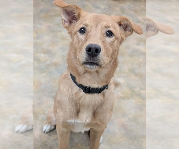 Medium Photo #1 Labrador Retriever-Unknown Mix Puppy For Sale in Anchorage, AK, USA