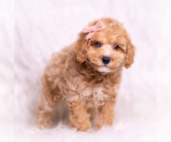 Medium Photo #4 Poodle (Miniature) Puppy For Sale in WARSAW, IN, USA