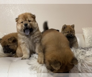 Chow Chow Puppy for Sale in EL PASO, Texas USA