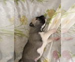 Small Photo #8 Sharberian Husky-Unknown Mix Puppy For Sale in ALEXANDRIA, IN, USA