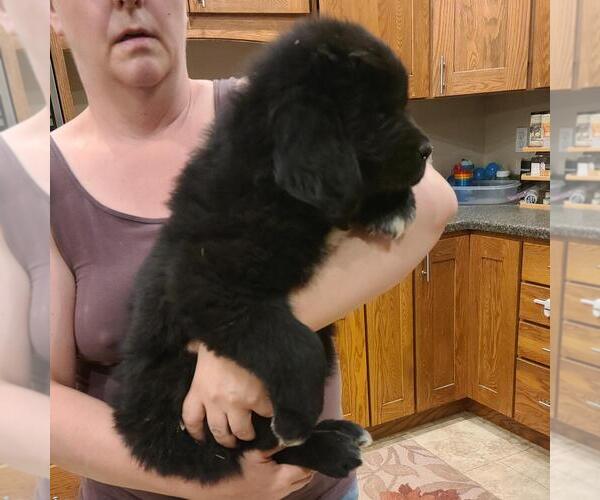 Medium Photo #3 Newfoundland Puppy For Sale in BERESFORD, SD, USA