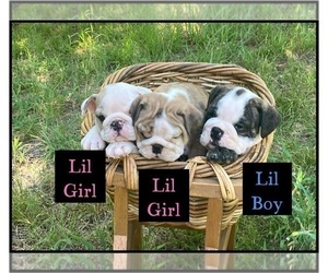 English Bulldog Litter for sale in MCKINNEY, TX, USA