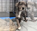 Small #7 Australian Shepherd-Catahoula Leopard Dog Mix