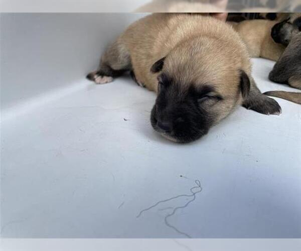 Medium Photo #1 Labrador Retriever Puppy For Sale in Houston, TX, USA