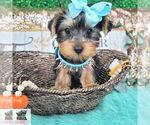 Small Photo #3 Yorkshire Terrier Puppy For Sale in FORT LAUDERDALE, FL, USA
