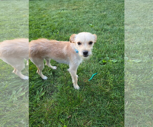 Medium Photo #4 Jack Russell Terrier-Unknown Mix Puppy For Sale in Fort Wayne, IN, USA