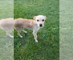 Small #3 Jack Russell Terrier Mix