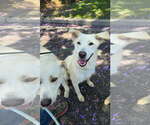 Small #1 Labrador Retriever-Retriever  Mix