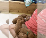 Small Photo #11 Labrador Retriever Puppy For Sale in BLUFF DALE, TX, USA