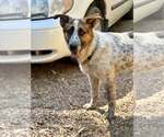 Small #4 Mutt