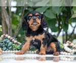 Small #1 Cavalier King Charles Spaniel
