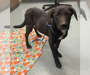 Dachshund-Labrador Retriever Mix Dogs for adoption in Baytown, TX, USA