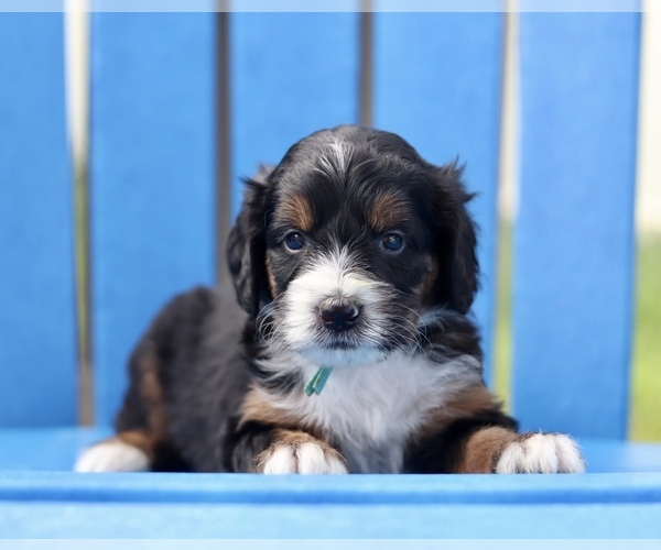 Medium Photo #2 Bernedoodle Puppy For Sale in DAYTONA BEACH, FL, USA