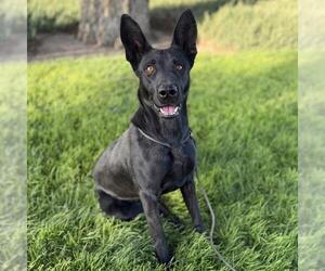 Labrador Retriever-Unknown Mix Dogs for adoption in Modesto, CA, USA