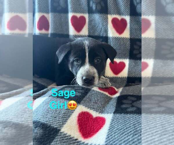 Medium Photo #6 Alaskan Malamute Puppy For Sale in Aurora, IN, USA