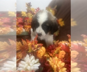 Saint Bernard Puppy for Sale in BELMONT, Wisconsin USA