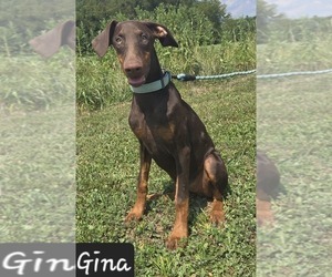 Doberman Pinscher Puppy for Sale in POMEROY, Ohio USA