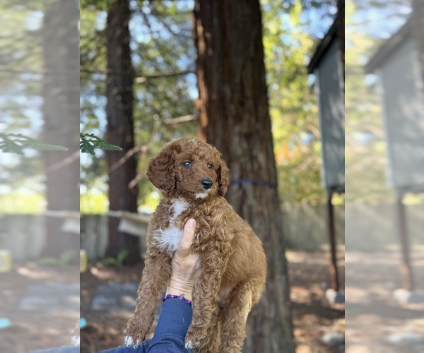 Medium Photo #1 Double Doodle Puppy For Sale in ROHNERT PARK, CA, USA
